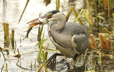 A Grey Heron (Ardea cinerea) with a pike in its beak which it has just caught and is about to eat.