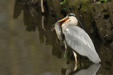 Grey Heron (Ardea cinerea) with a pike that it has just speared and is going to eat.
