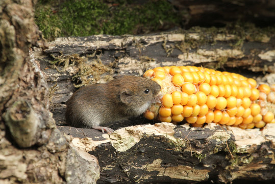 A cute wild Bank Vole (Clethrionomys glareolus) eating a corn on the cob.