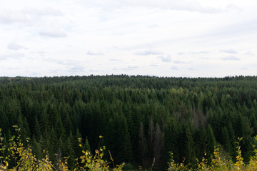 Obraz premium Forest edge seen from cleared alpine plateau .
