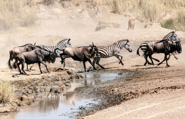 Zebras and wildebeest crossing the Serengeti in