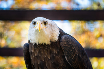 Portrait of a bald eagle or haliaeetus leucocephalus