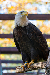 Portrait of a bald eagle or haliaeetus leucocephalus
