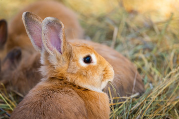 A close up picture of a young brown rabbits face
