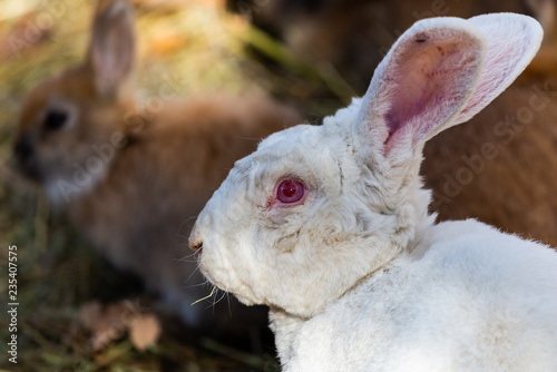 Bent over purpose of rabbits facial cheek glands french