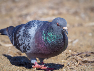 Pigeon on the beach