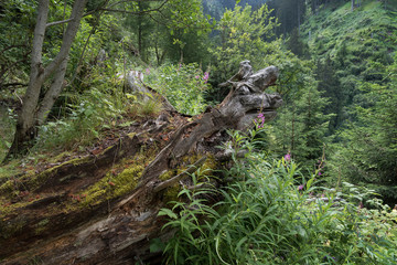Geologenstein am Schlern