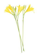 Yellow lily flower isolated on white background 