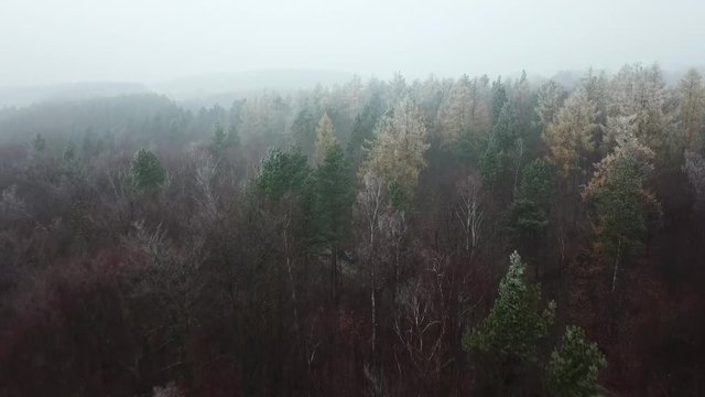 road path woods fog autumn trees bushes hoarfrost fog gray gloomy