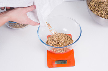 pilsner malt in glass bowl on orange scales. Craft beer brewing from grain barley pale malt in process. Ale or lager ingredients