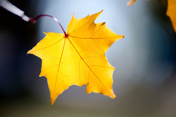 Autumn background-yellow maple leaves in the city Park 