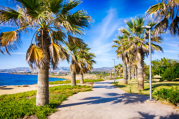 Walking path along the sea with palm trees.