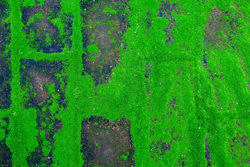 Close up green mos on old brick footpath.