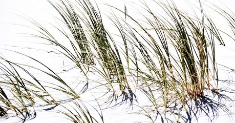 Close up of dune grass at the beach