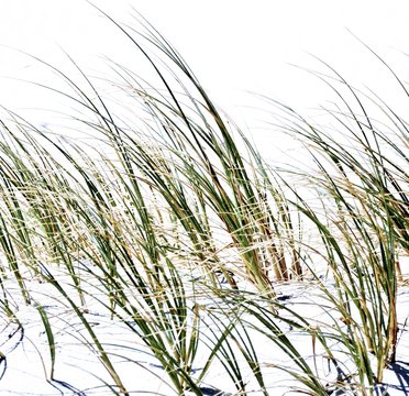 Close Up Of Dune Grass At The Beach