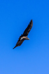 Large wings of Peruvian Condor