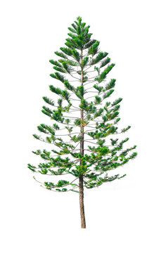 Green pine tree isolated on white background of file with Clipping Path .