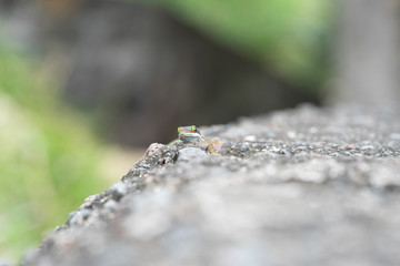 tête de gecko sur rocher