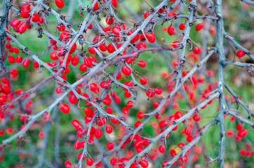 Ripe berries of barberry on prickly branches
