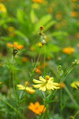 Obraz premium orange yellow Daisy