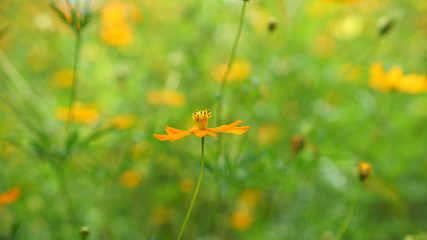 orange yellow Daisy