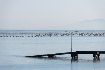 佐賀県　有明海　海苔