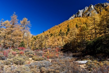 Autumn forest in Daocheng Yading Nature Reserve, Sichuan, China.