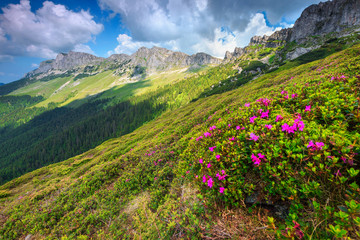 Fototapeta na wymiar Breathtaking pink rhododendron flowers in the mountains, Bucegi, Carpathians, Romania