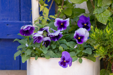 pansy