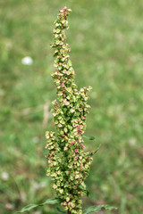 Plants of mountain forest wild ,used in medicine,close-up, Rumex confertus L.,
