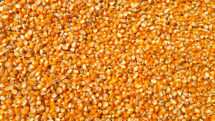 Corn grains background Extreme close-up image of corn, background image Dried beans of corn as background. Texture. Concept of healthy bio food.