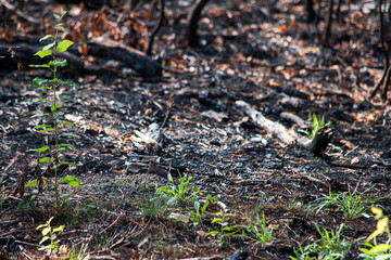 Young plants at the site of the burnt forest