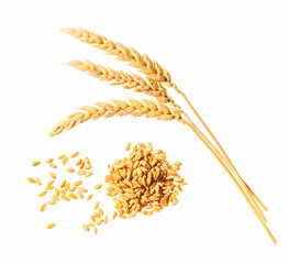 Grain and ears of wheat isolated on white background. Top view