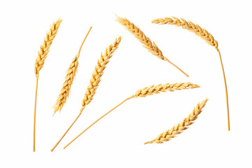Wheat ears isolated on a white background - obrazy, fototapety, plakaty