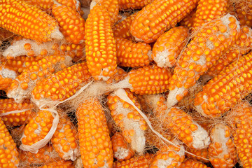 Close up and selective focus row of yellow dried corn seed. Pile of raw yellow corn cob. Corn grains background Extreme close-up image of corn.