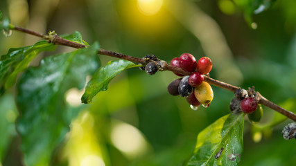 Red coffee beans on the branches and leaves of it.