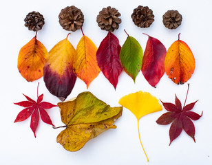 多彩に色づいた紅葉と小枝や木ノ実のコラージュ写真シリーズ