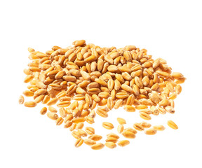 Wheat grain isolated on white background.
