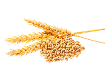 Grain and ears of wheat isolated on white background. Top view