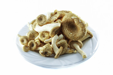 fresh lung oyster mushroom / indian oyste phoenix mushroom