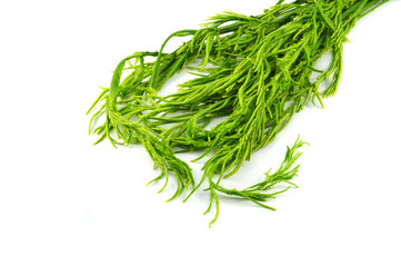 fresh acacia pennata isolated climbing wattle vegetable