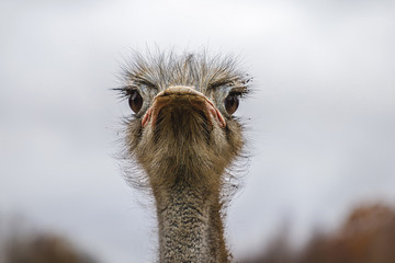beautiful birds Strauss pose for viewers