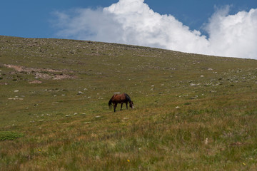 Pferde auf der Außerraschötz