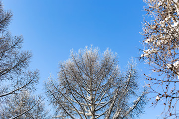 beautiful larch branches in winter against a clear blue sky