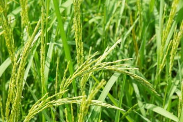 Fototapeta na wymiar Paddy rice field close up.