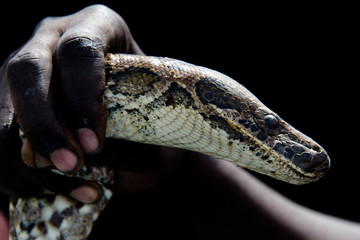 Python de Seba, Python sebae, Parc national des oiseaux du Djoudj, Sénégal