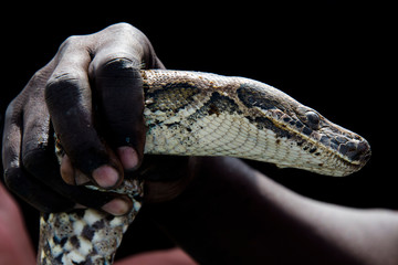 Python de Seba, Python sebae, Parc national des oiseaux du Djoudj, Sénégal
