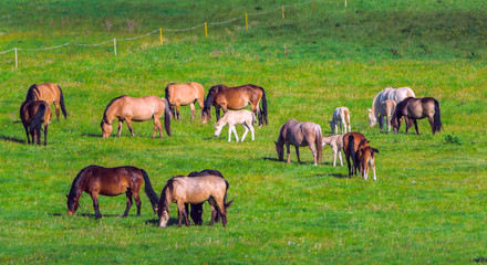 Obraz na płótnie Canvas herd of horses grazing in the meadow