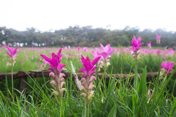 Siam Tulip festival on green background Chaiyaphum in Thailand.