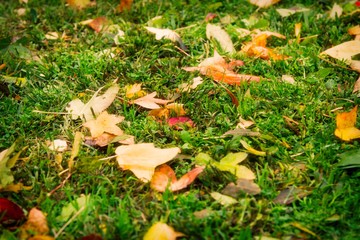 dry yellow and orange leaves on green ground, autumn background